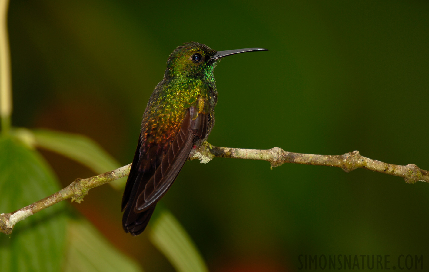 Chalybura urochrysia [550 mm, 1/60 sec at f / 5.6, ISO 100]